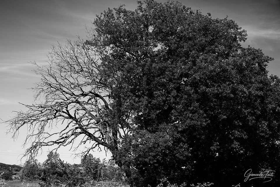 Vita e morte | Giancarlo Tonti