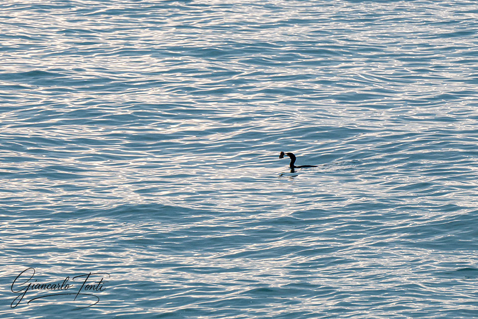 Pescato | Giancarlo Tonti