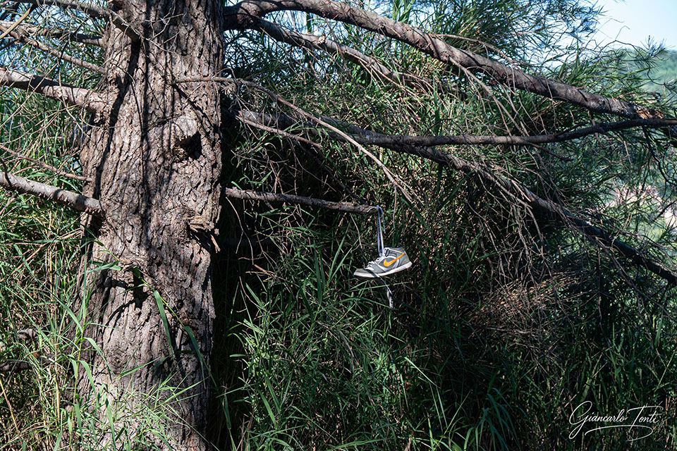 Crescono ovunque | Giancarlo Tonti